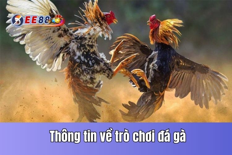 Những thông tin chi tiết nhất về trò chơi đá gà trực tiếp