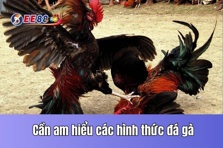 Cần am hiểu luật chơi và các hình thức đá gà